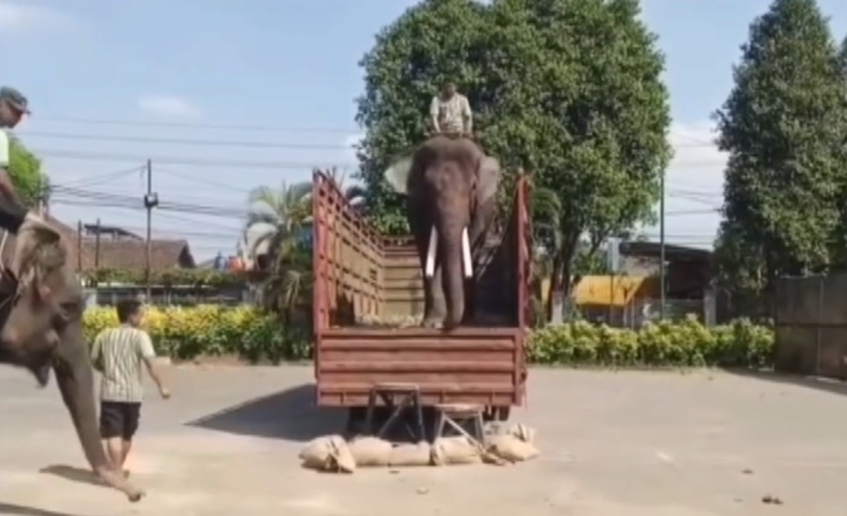 DEO DAN SINTA, DUA GAJAH SUMATRA TEMPUH 1.671 KILOMETER MENUJU RUMAH BARU