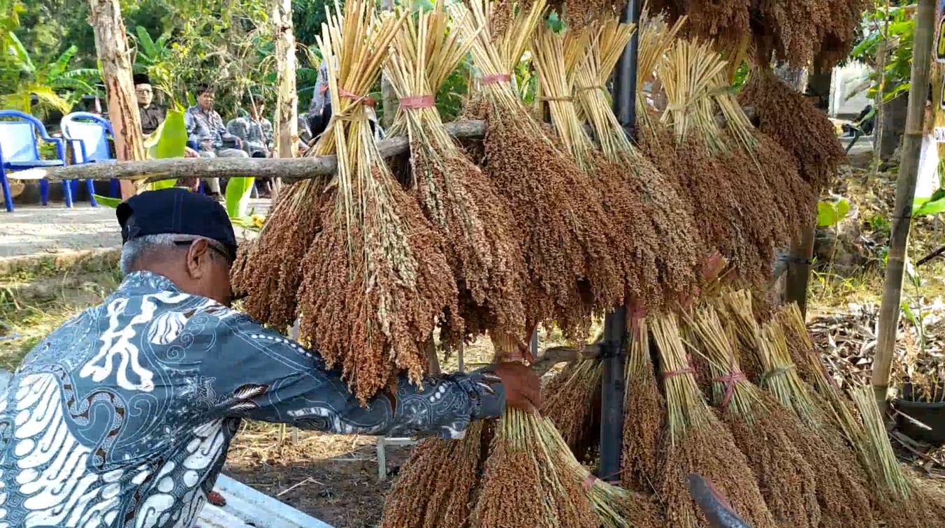 GERAKAN TANAM SORGUM DORONG KETAHANAN PANGAN WARGA IMOGIRI