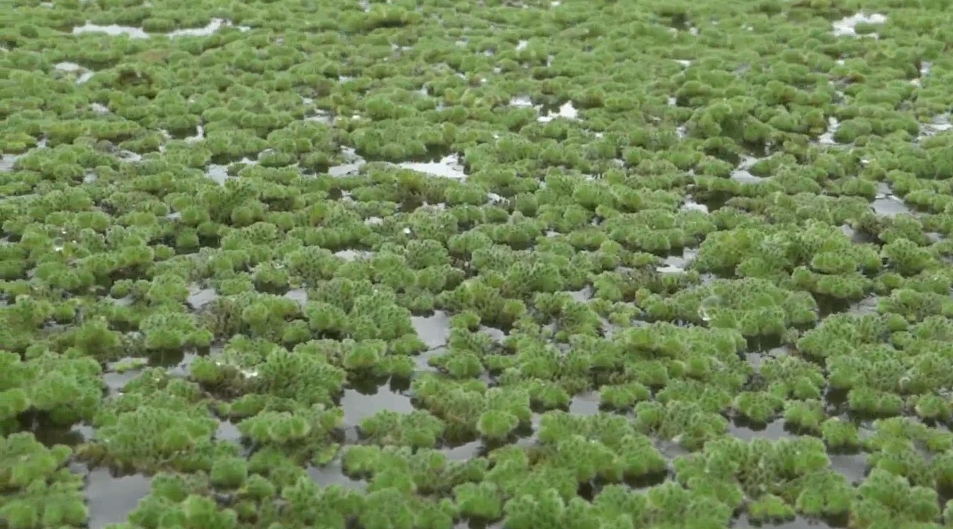 WARGA BANTUL UJI COBA AZOLLA UNTUK PAKAN TERNAK MANDIRI