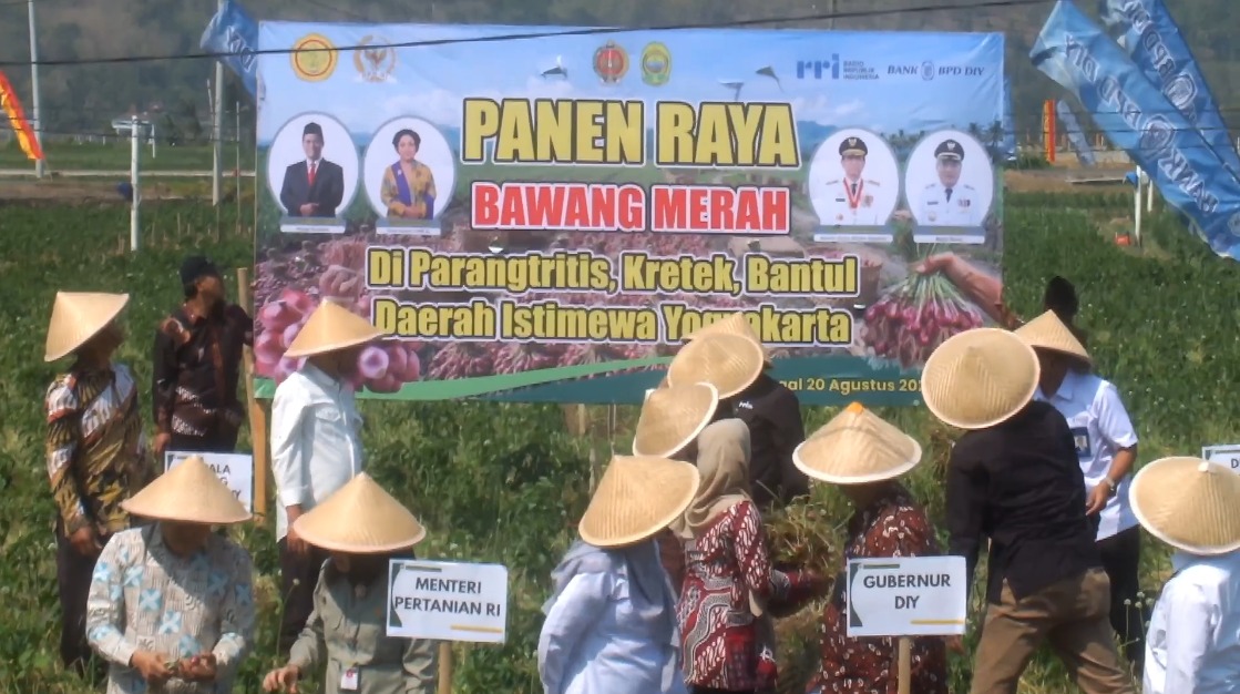 PANEN RAYA BAWANG MERAH DI BANTUL CAPAI 4.000 TON