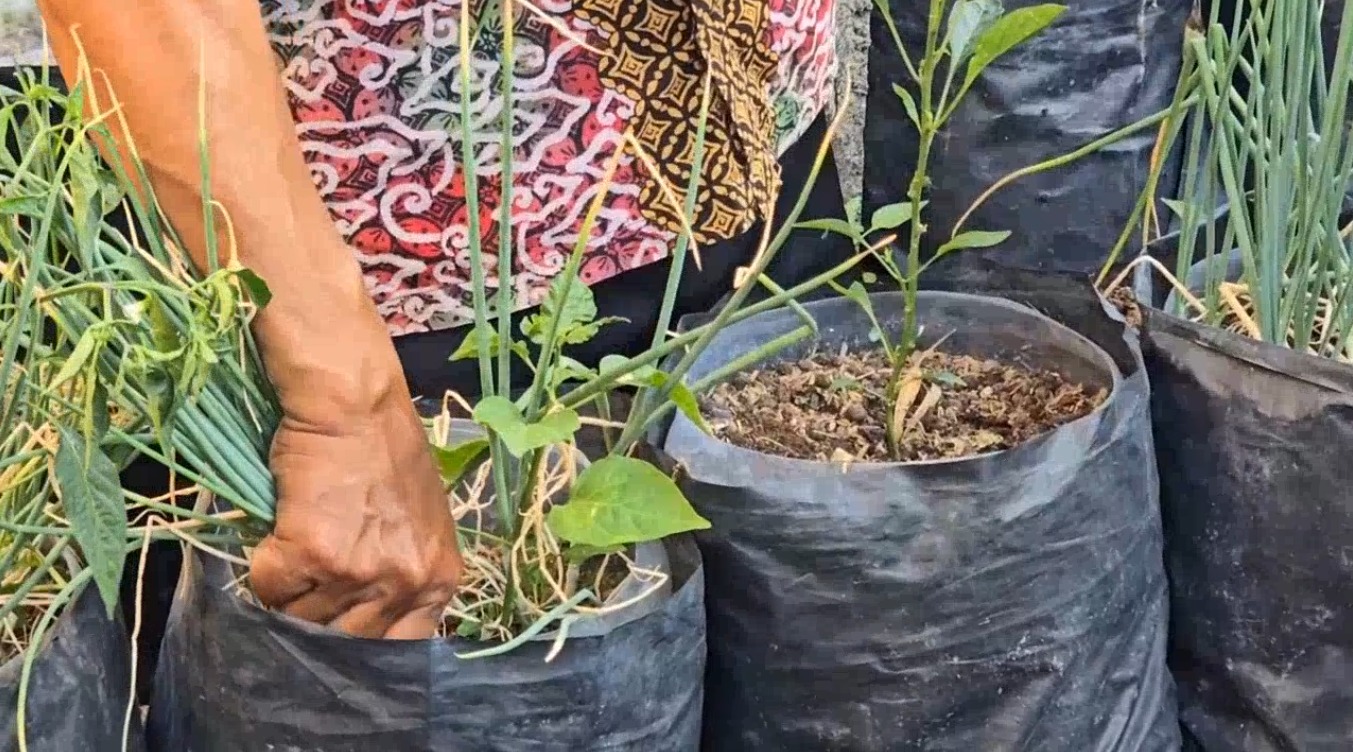 MANFAATKAN ROOFTOP RUMAH, WARGA GEMBLAKAN SUKSES KEMBANGKAN URBAN FARMING