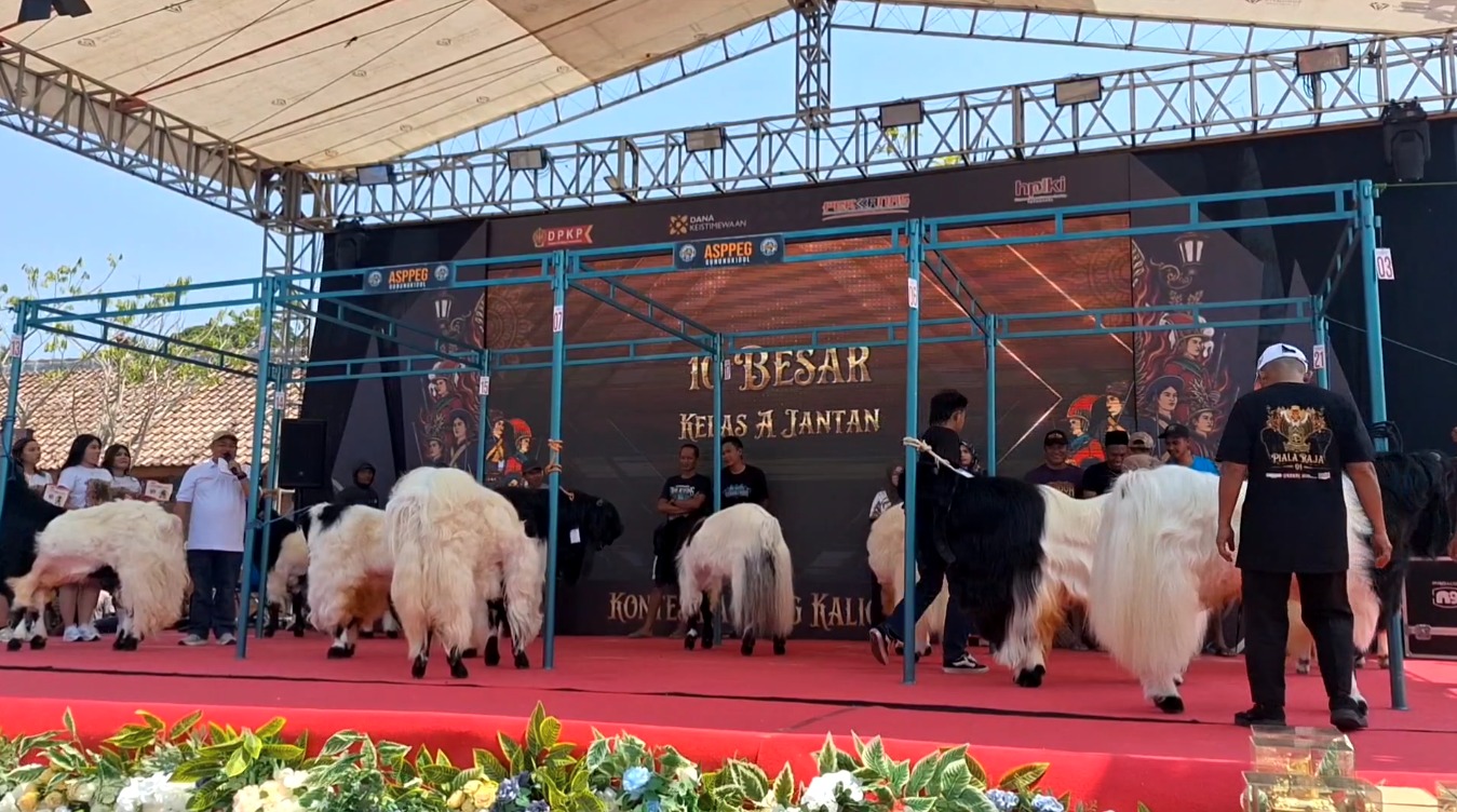 300 KAMBING KALIGESING IKUTI KONTES TINGKAT NASIONAL DI KULON PROGO