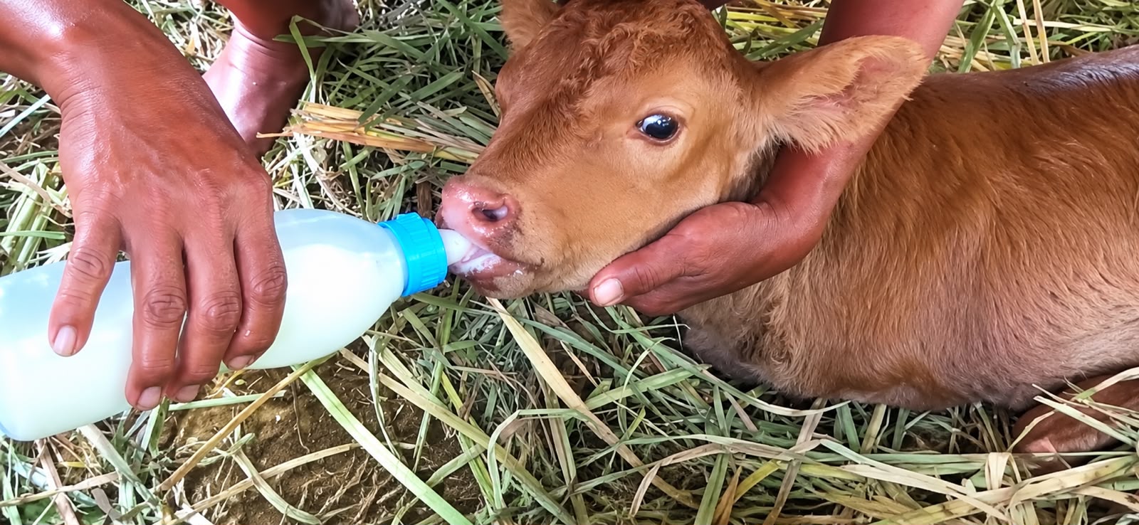 ANAK SAPI LAHIR TANPA KAKI DEPAN DI BANTUL