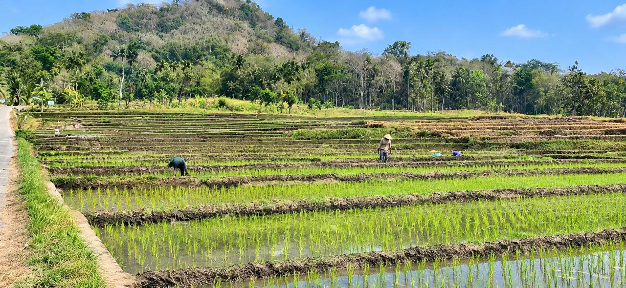 SAWAH TETAP PRODUKTIF DI TENGAH MUSIM KEMARAU PANJANG