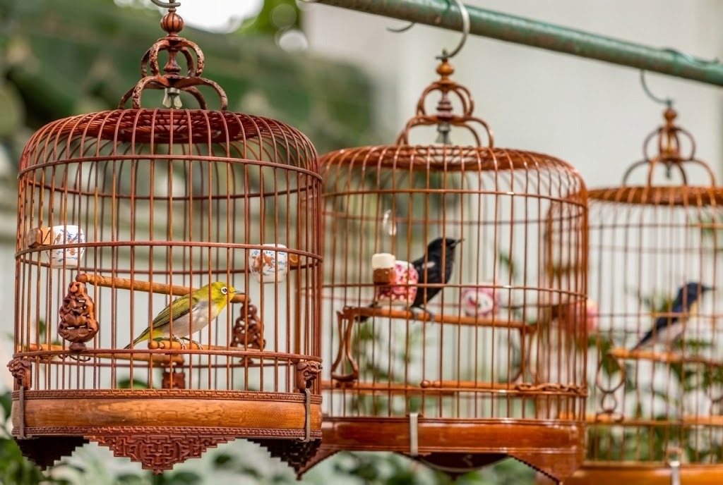 PELANGI DI BALIK SANGKAR: PIKAT ESTETIKA DAN MANFAAT MEMELIHARA BURUNG HIAS