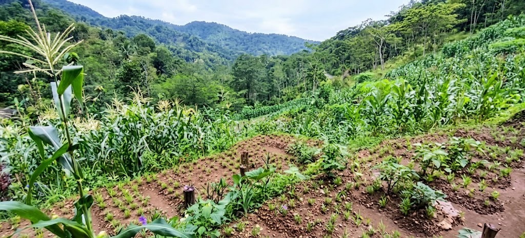 PETANI PERBUKITAN MENOREH KELUHKAN KETERBATASAN ALSINTAN