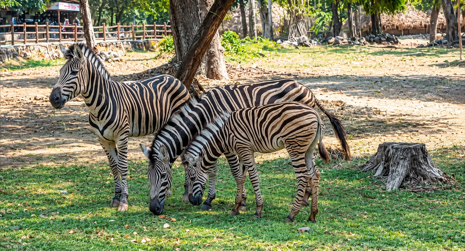 ZEBRA DI SOLO SAFARI MELAHIRKAN